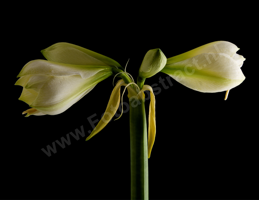 Amaryllis foto stacking